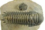 Flying Crotalocephalina Trilobite - Exposed Hypostome #359234-3
